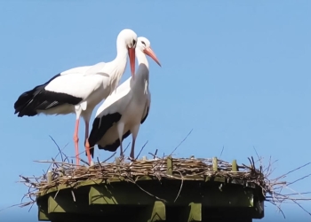 The migration of storks to Africa begins