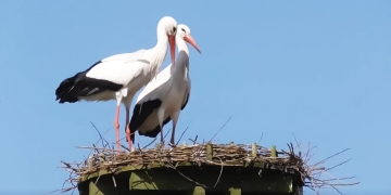 The migration of storks to Africa begins