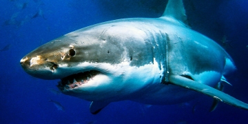 Surfer saves wife from shark attack