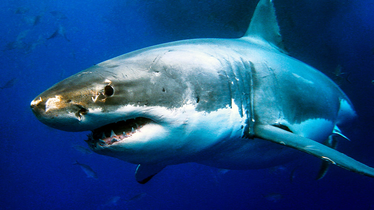 Surfer saves wife from shark attack