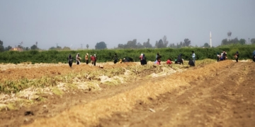 Seasonal agricultural workers face precarious living and working conditions