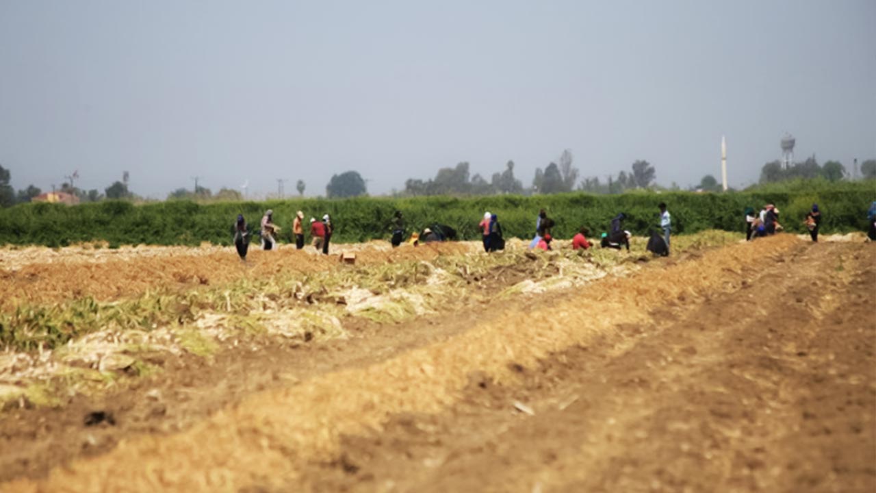 Seasonal agricultural workers face precarious living and working conditions