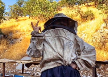 Computer science graduate turns to beekeeping in Kurdistan
