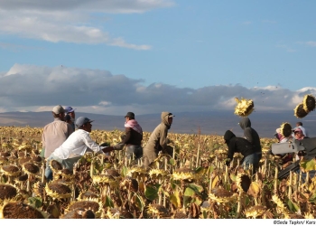 The sunflower harvest season in Kars (Qers) begins