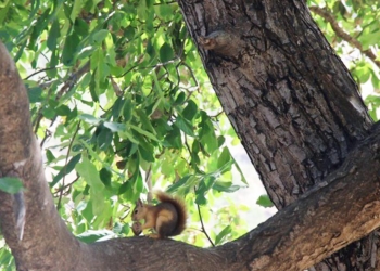 Walnut harvest in Şırnak, Turkey