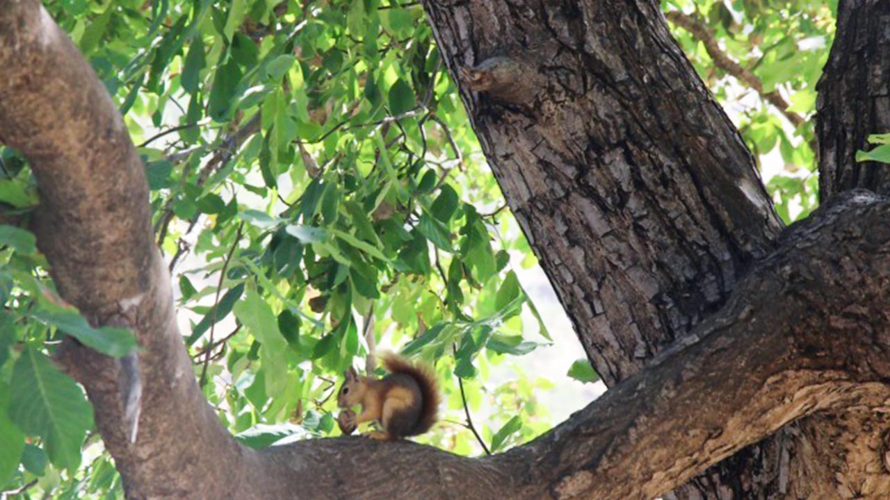 Walnut harvest in Şırnak, Turkey