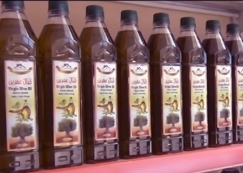 Olive harvest in Afrin targeted by Turkish backed forces and gangs