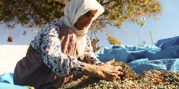 The Terebinth harvest has begun in Şırnak (Şirnex) in Turkey