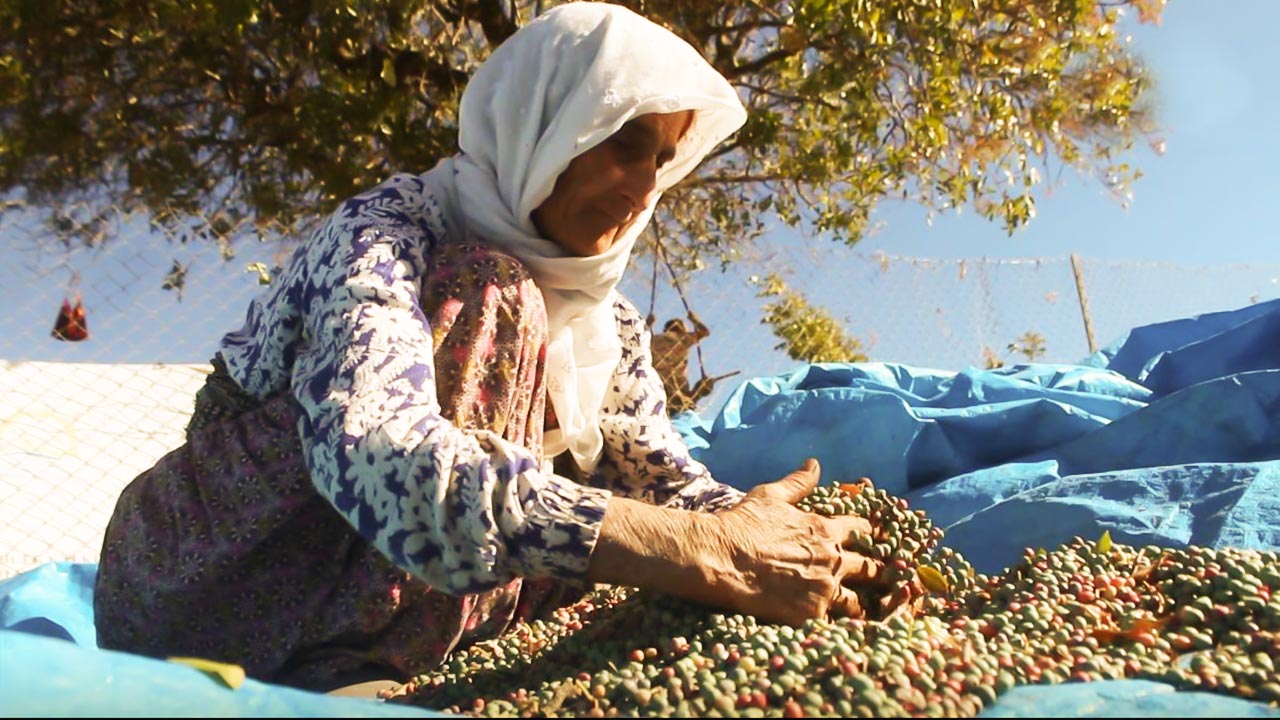 The Terebinth harvest has begun in Şırnak (Şirnex) in Turkey