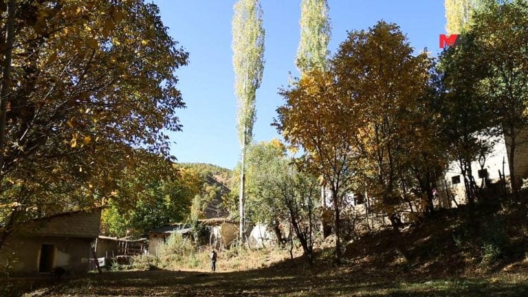 Harvesting walnuts in Bitlis, Turkey