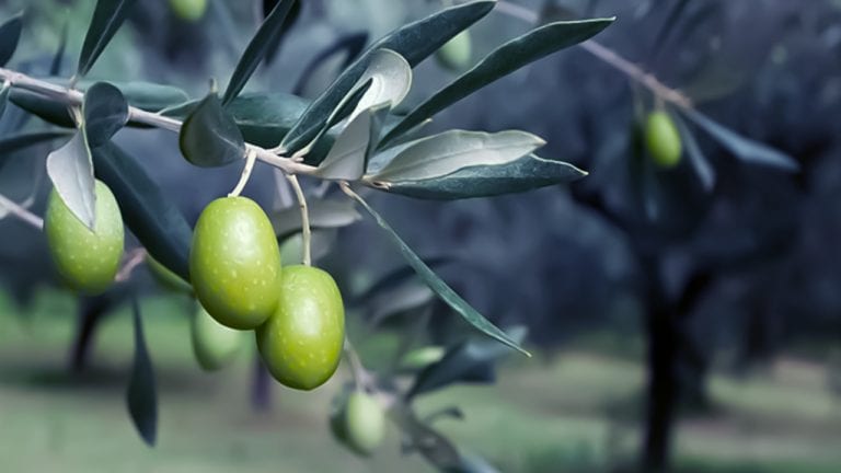Olive farmers in occupied Afrin Canton struggle amid looting and exploitation