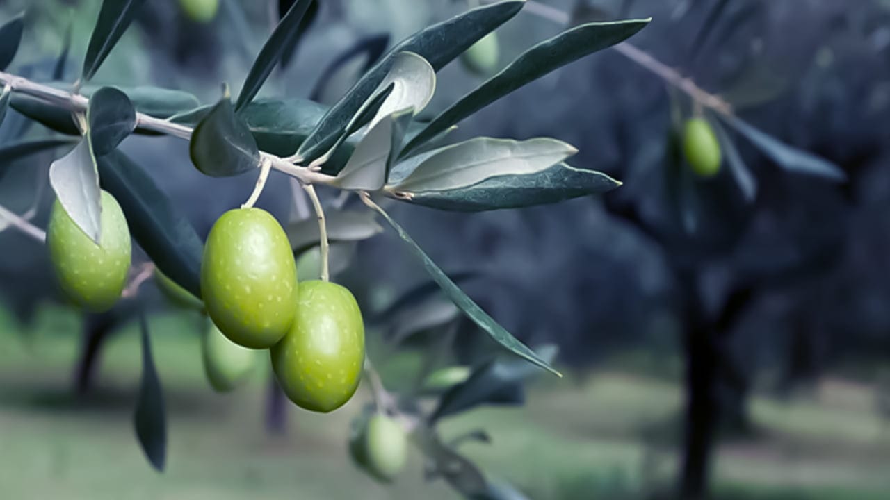Olive farmers in occupied Afrin Canton struggle amid looting and exploitation