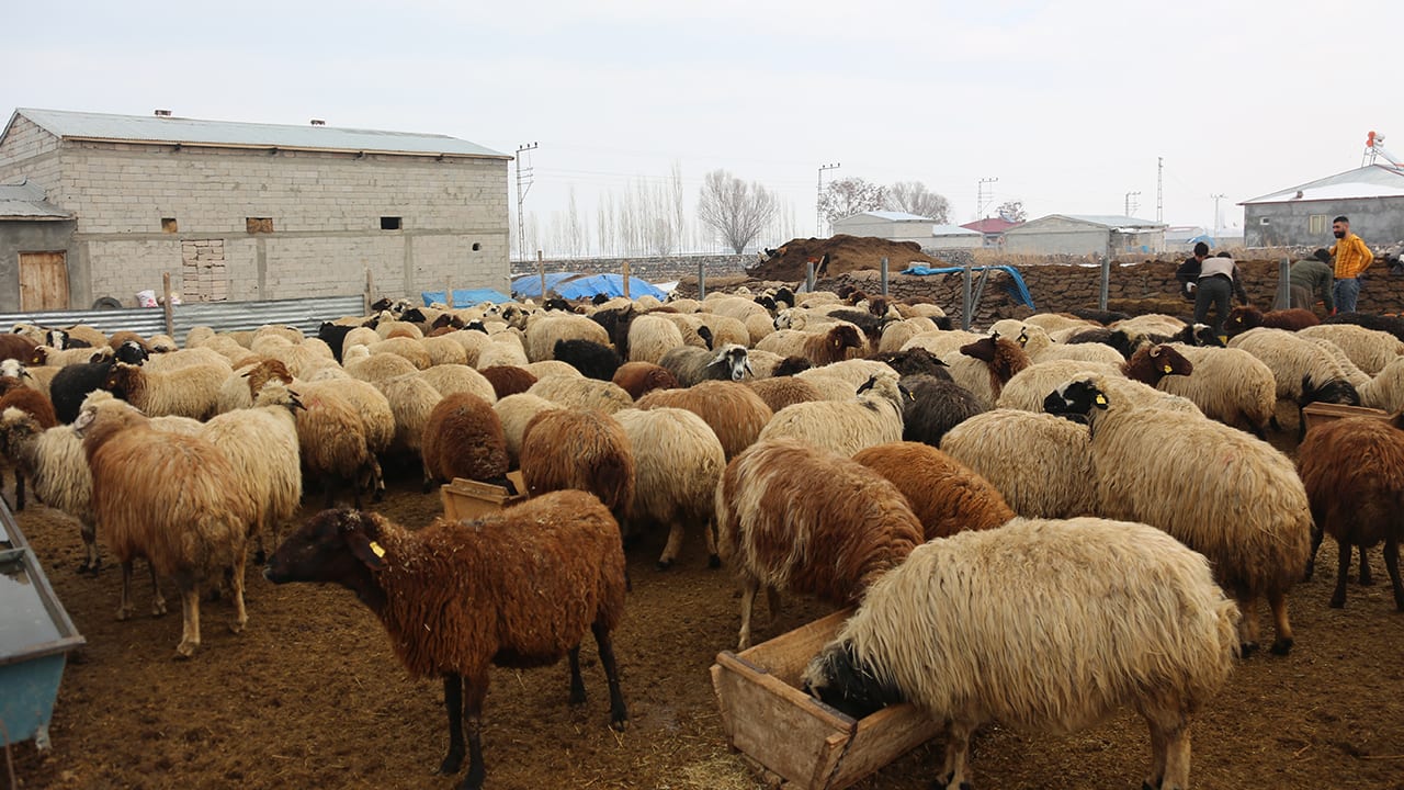 Turkey’s ‘politics of war’: Kurdish nomads cannot ‘migrate’ this year