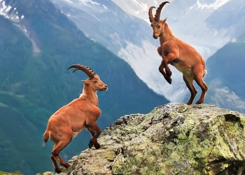 Villagers on vigil to protect Dersim’s mountain goats from hunters