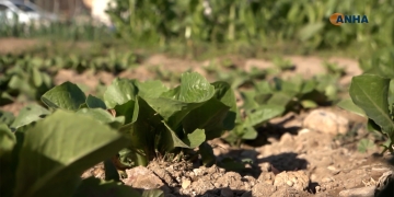 Alternative ways to resist the embargo in Tell Tamer: Home gardens
