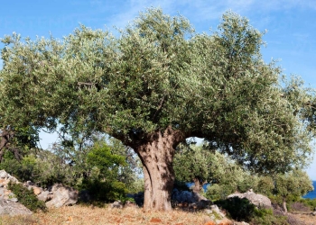 Women workers in the Kaz Mountains begin preparations for the next olive season