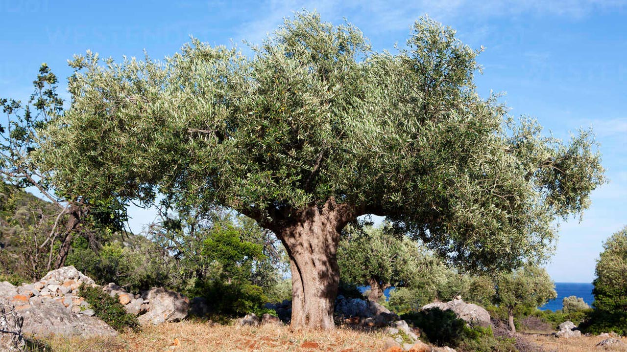 Women workers in the Kaz Mountains begin preparations for the next olive season