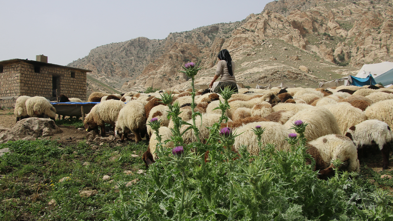 Turkish military operations block the summer migration routes of the Kurdish nomads