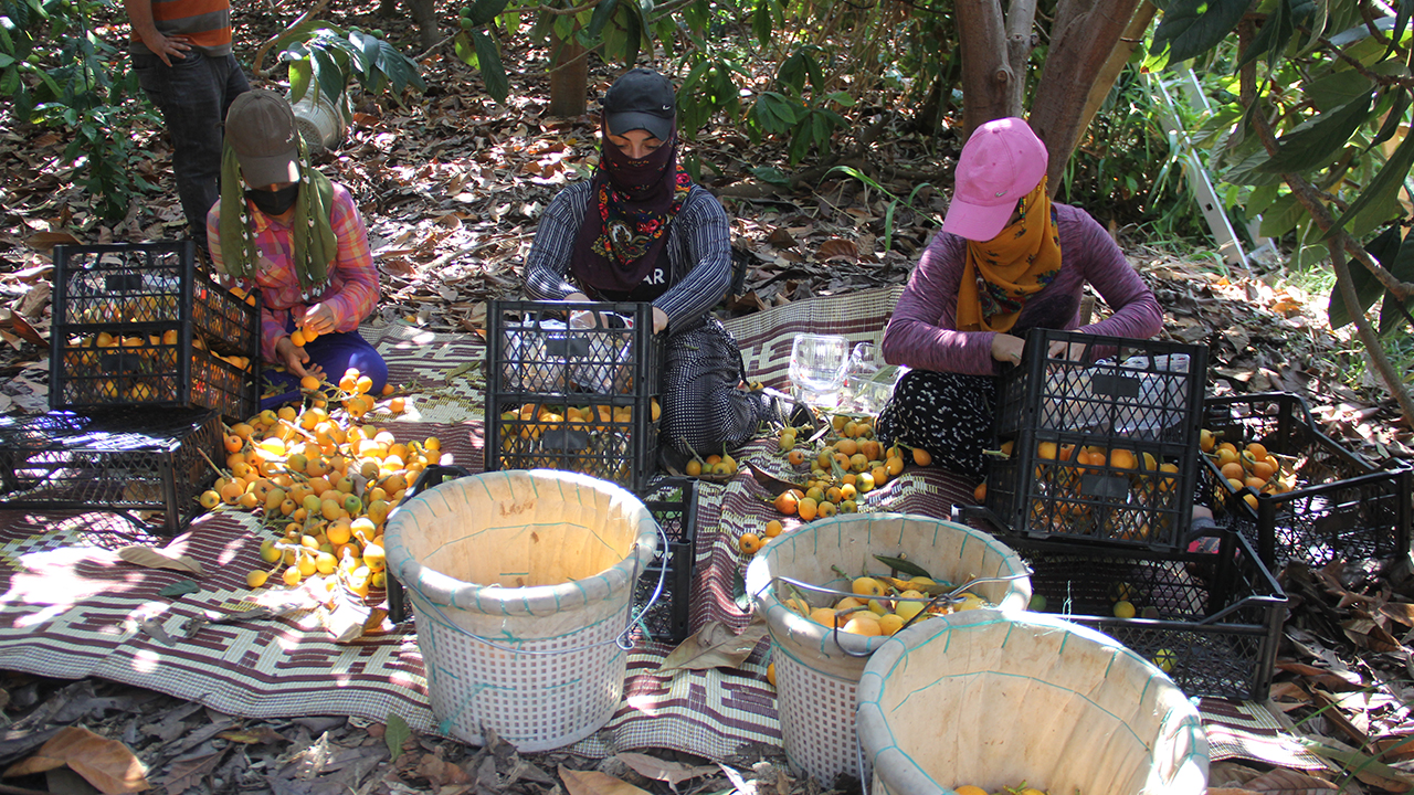 Agricultural workers in Turkey: ‘Lockdown means nothing for the workers’