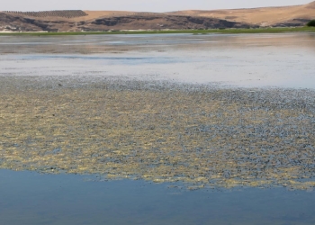Poisoning cases increase in North and East Syria due to water cuts