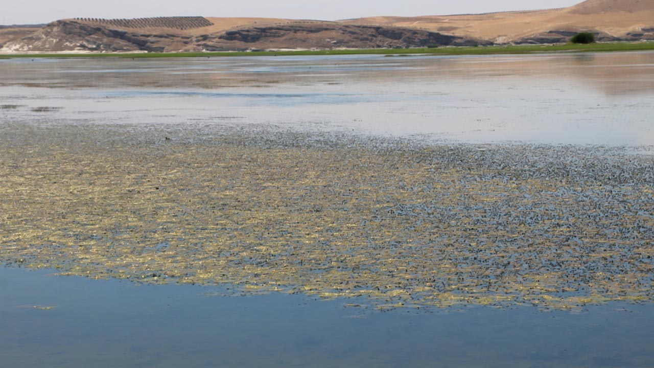Poisoning cases increase in North and East Syria due to water cuts