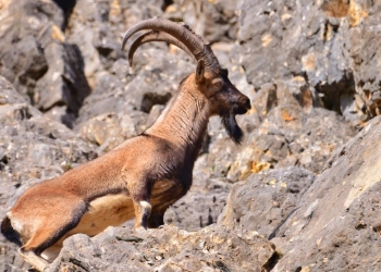 Tender opened in Turkey for the hunting of endangered mountain goats