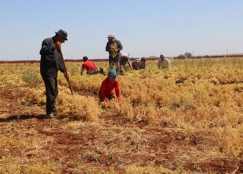 North East Syria: Displaced women from Afrin work together with women from Shahba during the harvest