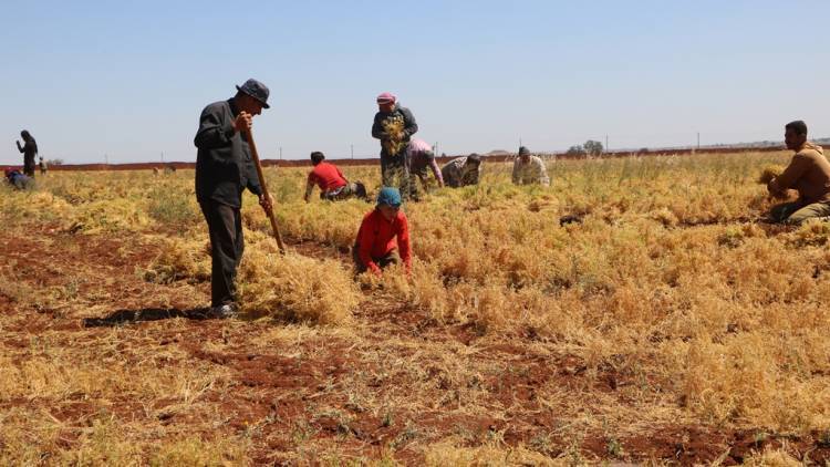 North East Syria: Displaced women from Afrin work together with women from Shahba during the harvest