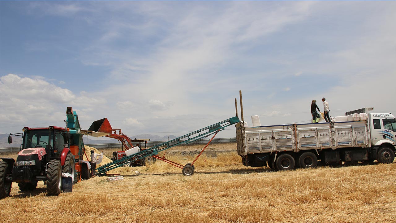 Turkey: Kurdish farmers in Şırnak have to sell some of their livestock to buy hay