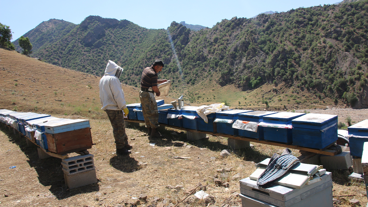 Turkey: Military operations are destroying bee habitats, disrupting agriculture in Şırnak
