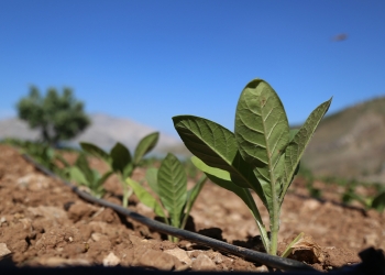 Farmers in Turkey are struggling because of high taxes on tobacco growing