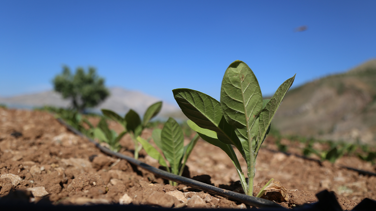 Farmers in Turkey are struggling because of high taxes on tobacco growing