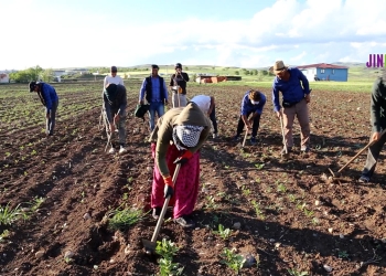No electricity or freshwater: The fate of seasonal agricultural workers from Urfa