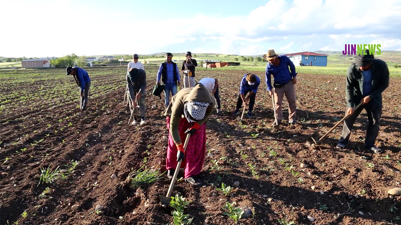 No electricity or freshwater: The fate of seasonal agricultural workers from Urfa