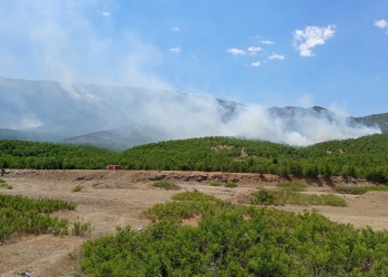 Ecological destruction in conflict zones: burning of forests and building new gendarmerie stations