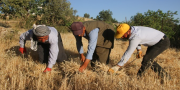 Kurdish farmers’ tradition of collective harvesting with sickles and song stands the test of time