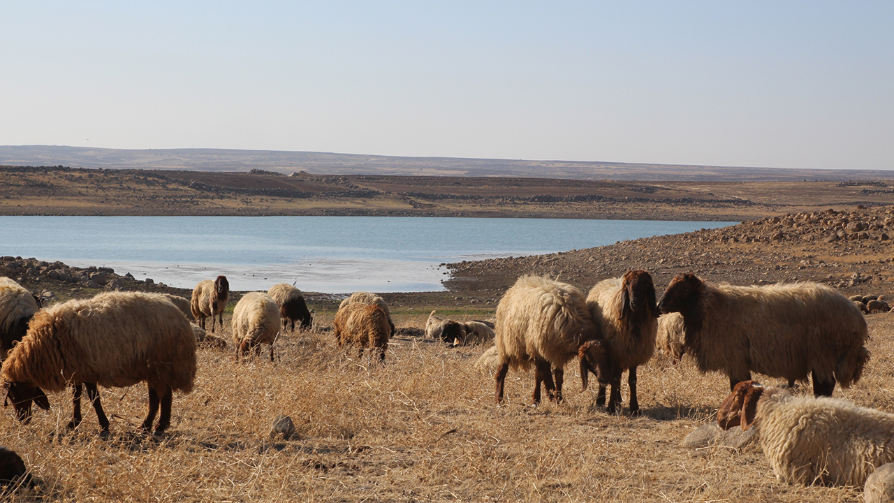 Low water levels in the Euphrates threaten public health in North East Syria