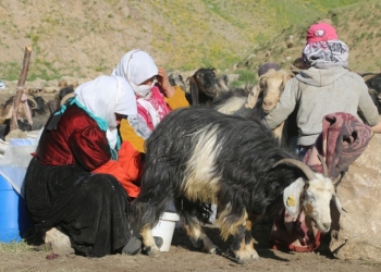 Turkey: Military operations delay Kurdish shepherds from moving to summer pastures