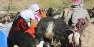 Turkey: Military operations delay Kurdish shepherds from moving to summer pastures