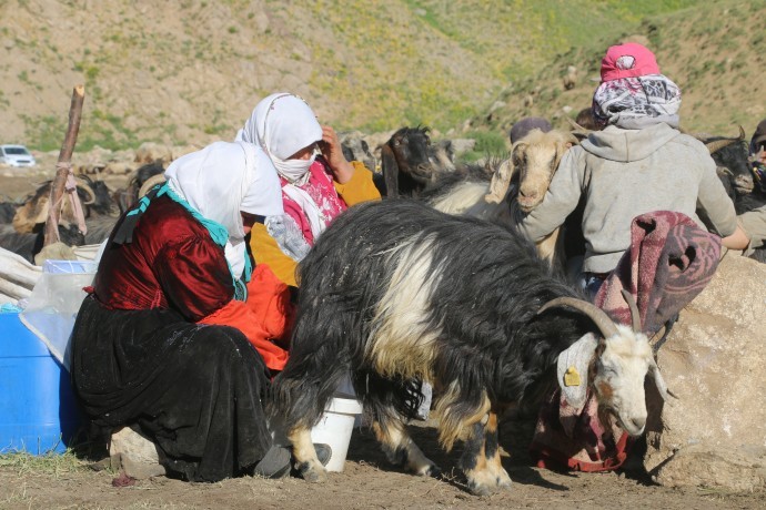 Turkey: Military operations delay Kurdish shepherds from moving to summer pastures