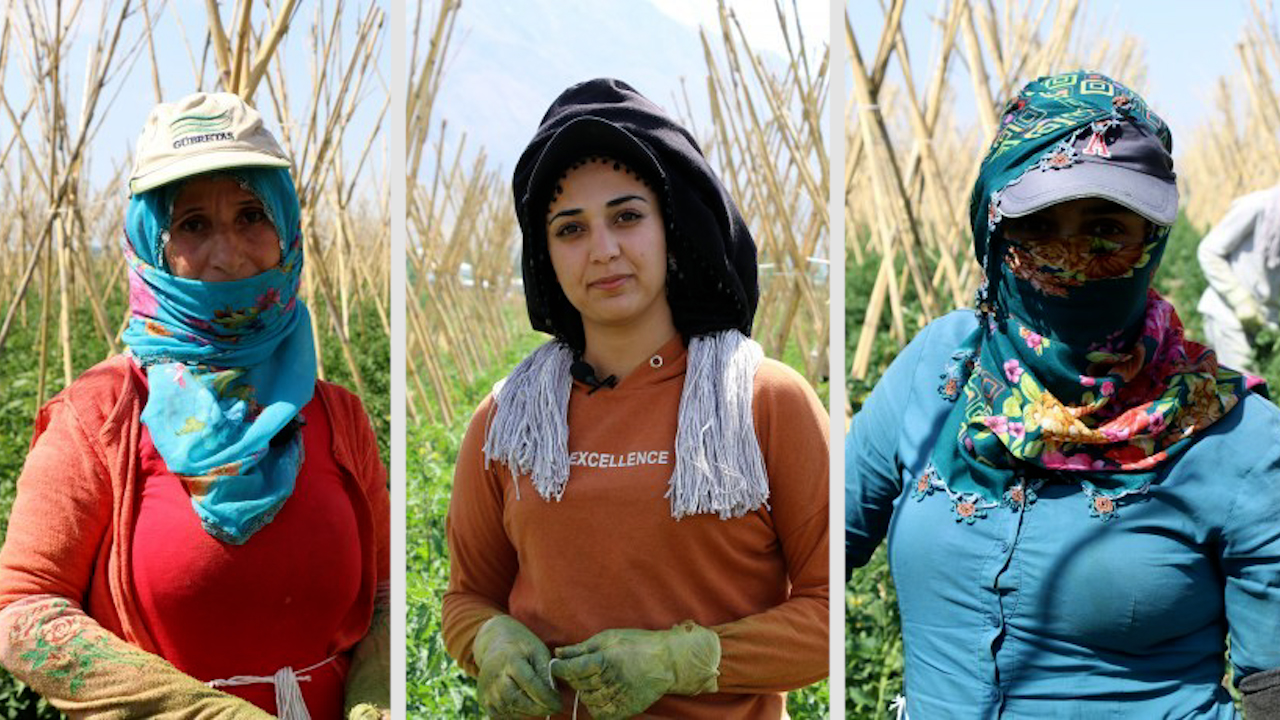 Turkey: Picking tomatoes for 12 hours under the sun Kurdish workers are paid £0.45 pence per hour