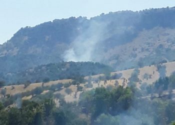 450,000 tons of trees cut down within a year in the Cudi mountains, says Kurdish environmental activist Vahap Işıklı