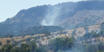 450,000 tons of trees cut down within a year in the Cudi mountains, says Kurdish environmental activist Vahap Işıklı