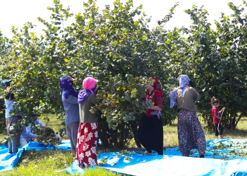 Turkey: Seasonal workers work 11-hour day, without adequate housing, food or health care