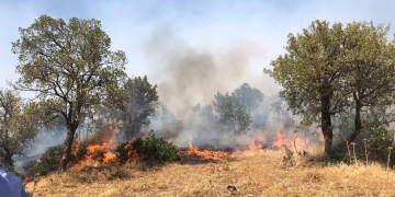 Turkey: Mayor tells people ‘not to make a fuss’ about raging wildfires