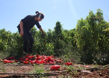 Turkey: The Kurdish women’s Kibele Cooperative experience