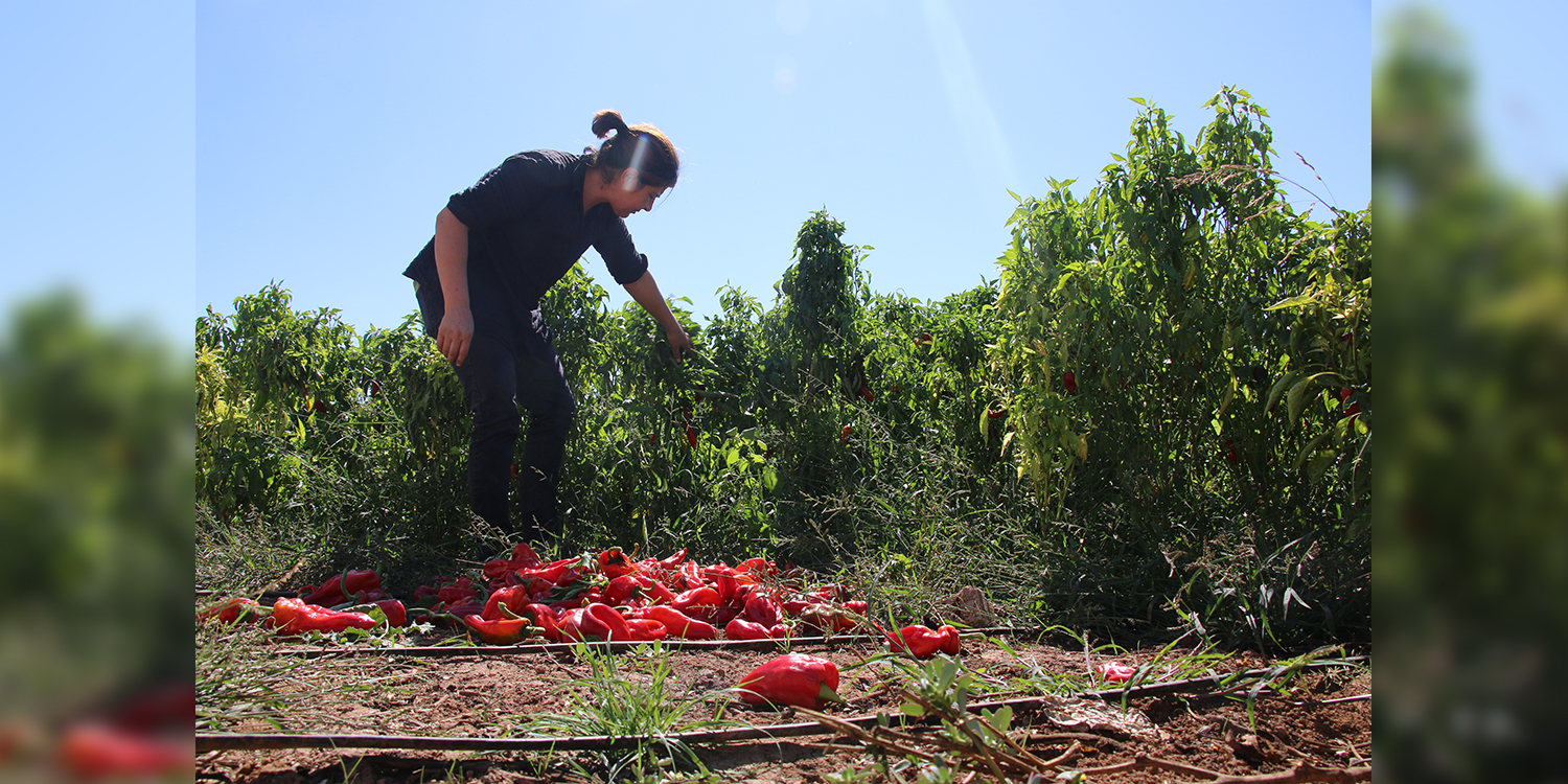 Turkey: The Kurdish women’s Kibele Cooperative experience