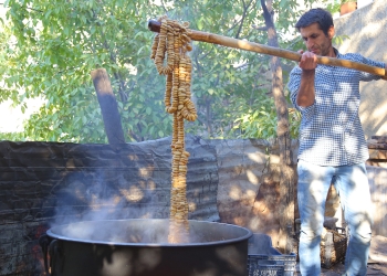Turkey: Mezrone grape harvesting begins in Mardin