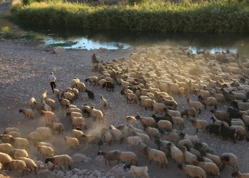 Kurdish nomads return early from the highlands due to drought