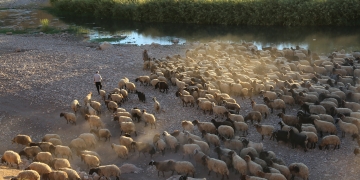 Kurdish nomads return early from the highlands due to drought